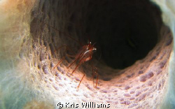 Canon s90 manual mode, internal flash. by Kris Williams 
